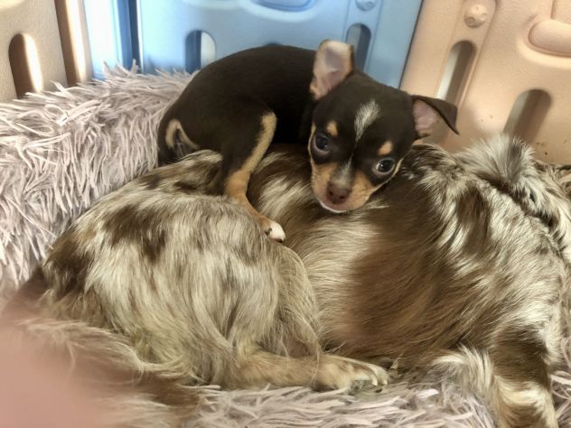 Chihuahua femmina e maschio - Foto 10