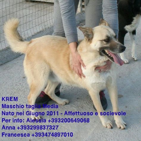 Splendidi cani in cerca di casa URGENTE! - Foto 3