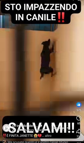 JANETTE molto socievole e dinamica cane in adozione - Foto 5