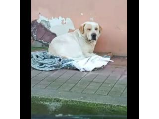 OSVALDO MIX LABRADOR CANE IN ADOZIONE