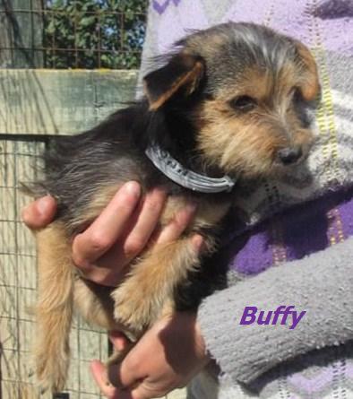 BUFFY E SPIKE, un amore infinito - Foto 4