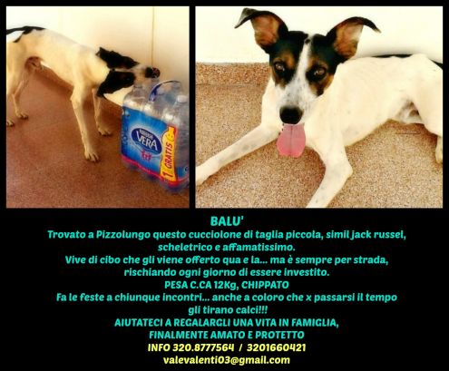 Cani in cerca di casa - Foto 3