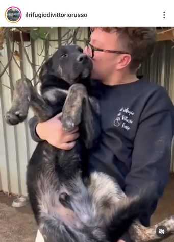 TRONKY UN GIOIOSO COCCOLONE: CANE IN ADOZIONE 1 ANNO - Foto 10