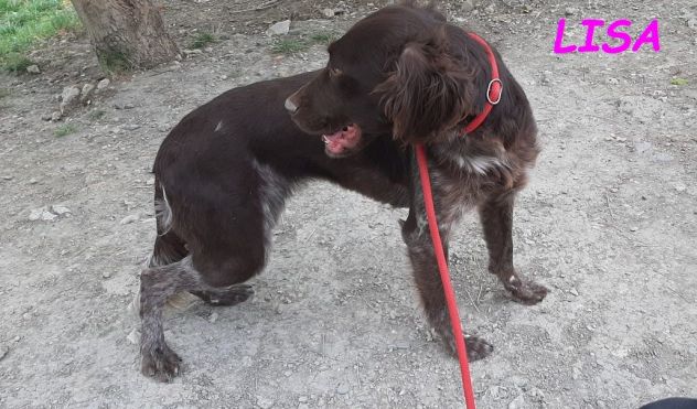 LISA timida giovane setterina - Foto 2