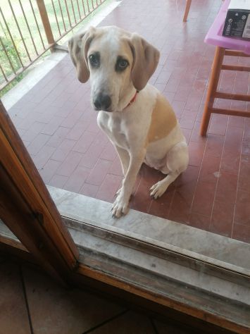 MAYA, affettuosa cucciola - Foto 3