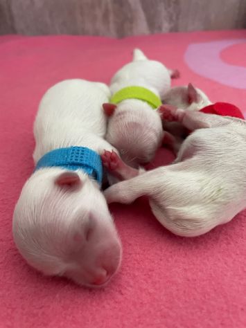 Cuccioli di Maltese con Pedigree ENCI – La Casa dei Maltesi (Cuneo) - Foto 7