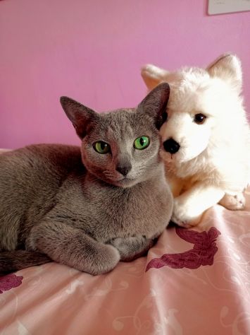Pet sitter - Foto 2