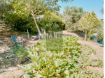 Terreno agricolo in vendita a Collinaia - Livorno 3400 mq  Rif: 1332967