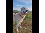 FOSTER CARATTERE ECCEZIONALE CANE IN ADOZIONE
