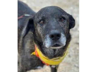 Igor per 10 anni tenuto da solo in una campagna