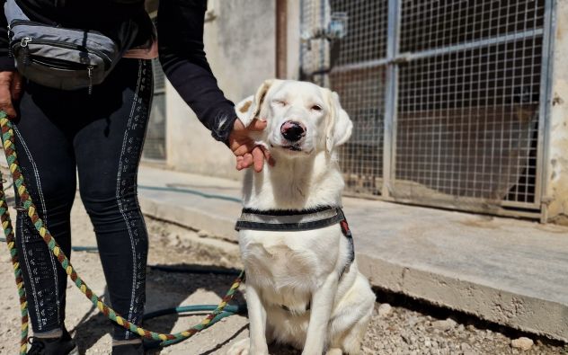Blanche da cucciola vive in canile - Foto 9