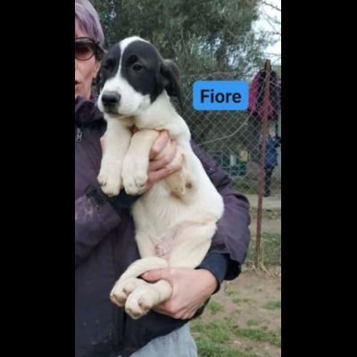 CUCCIOLI IN ADOZIONE - Foto 2