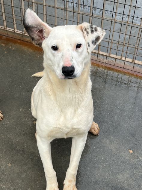 Fayla la dolcezza fatta cane - Foto 6