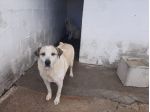 13 ANNI DI CANILE, 13 ANNI DI SOLITUDINE