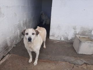 13 ANNI DI CANILE, 13 ANNI DI SOLITUDINE
