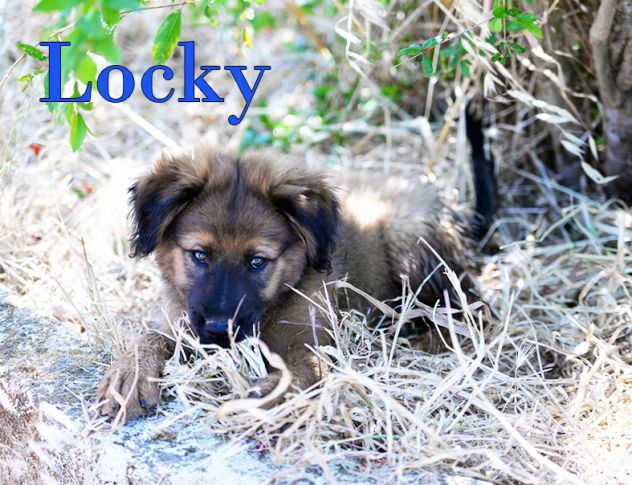 Locky ed Elvis bellissimi cuccioli taglia grande - Foto 4