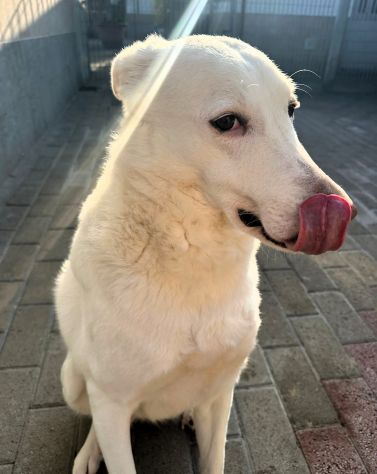 GENNA CERCA UNA CASA - Foto 2