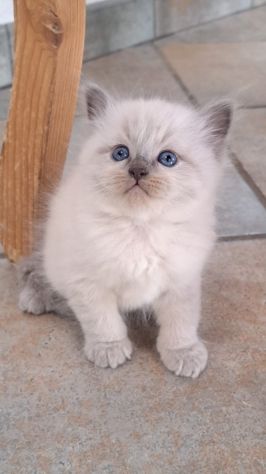 🐾Gattini di razza siberiana ipoallergenici🐾 - Foto 4