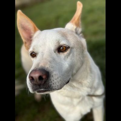 WHITE una vita buttata, simil pastore svizzero cane in adozione tg media - Foto 3