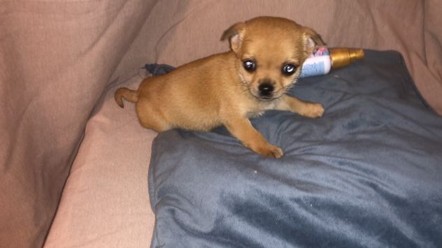 Tre cucciole chihuahua - Foto 8