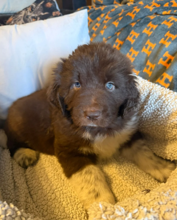 Fantastici cuccioli di Terranova - Foto 2
