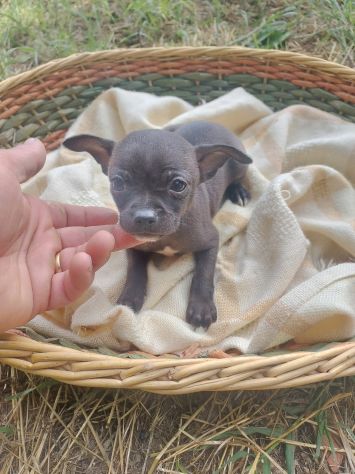 Cuccioli chihuahua mini - Foto 4