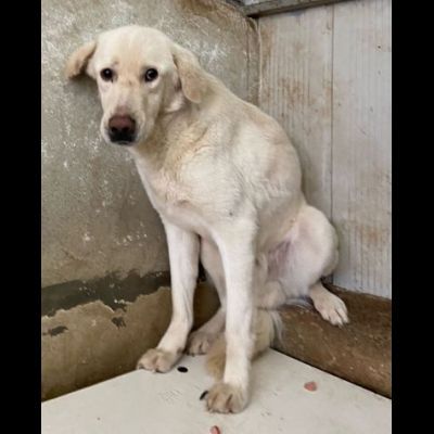 ENEA UN MIRACOLO D' AMORE : CANE IN ADOZIONE - Foto 2