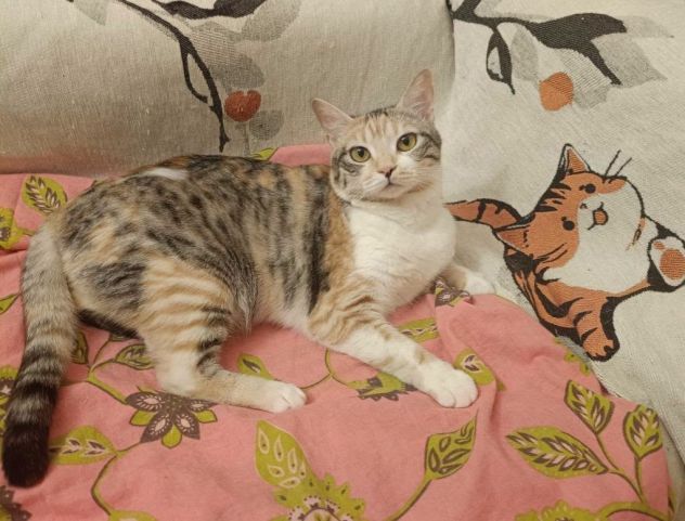 IRIDELLA, dolce micina in adozione! - Foto 3