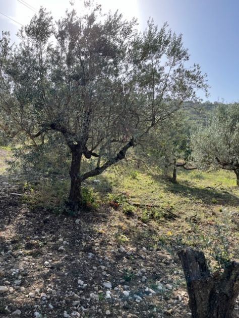 Giungano, Due Lotti Di Terreno Con Progetto Approvato - Foto 5