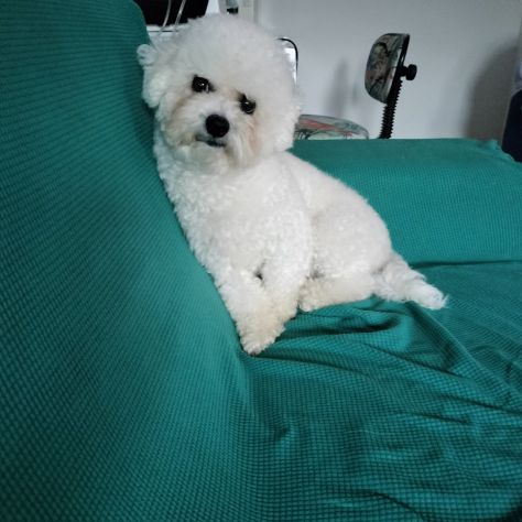 Cuccioli bichon frisee - Foto 5