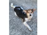 Kaan 8 mesi mix border collie