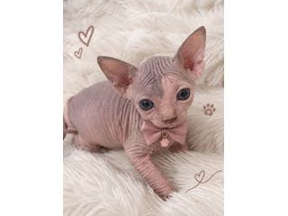 Sphynx gatto nudo