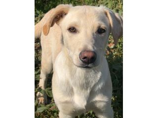 Frisky , un tenero cucciolo cresciuto in canile
