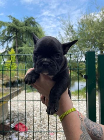 Cuccioli di Bouledogue Francese - Foto 6