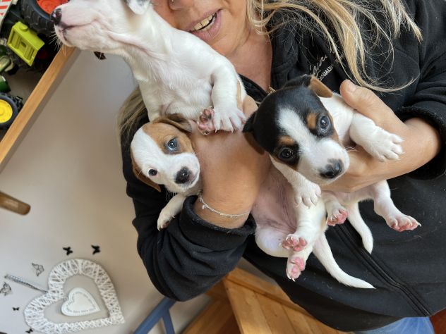 Cuccioli di Jack Russell - Foto 3
