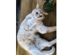 🐱 Coccolino, gatto maschio di 5 anni cerca una nuova famiglia d &hellip;