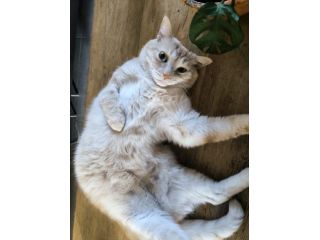 🐱 Coccolino, gatto maschio di 5 anni cerca una nuova famiglia d …