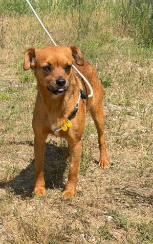 Kira 10 kg di cane in canile - Foto 3