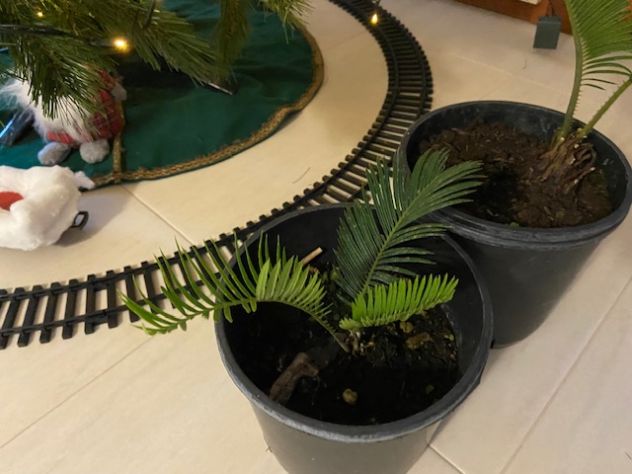 Cycas revoluta | coltiva la tua palma nana - Foto 4
