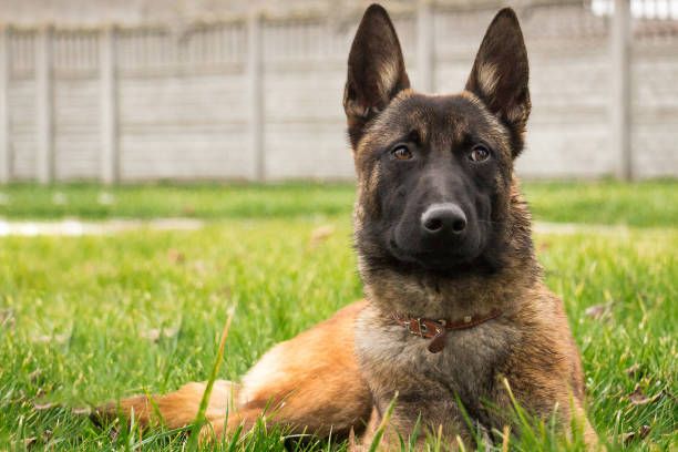 Allevamento e cuccioli Pastore Belga Malinois in Basilicata Matera Potenza