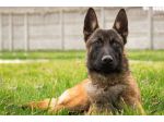 Allevamento e cuccioli Pastore Belga Malinois in Basilicata Matera Potenza
