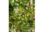 Lemon house comodo per il mare