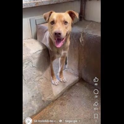 Il dolce Freesby cerca casa cane in adozione - Foto 7
