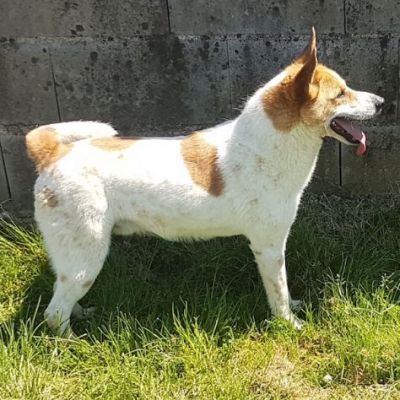 TAMBURELLO GIOIOSO NONOSTANTE UN'INTERA ESISTENZA IN CANILE CANE IN ADOZIONE - Foto 8
