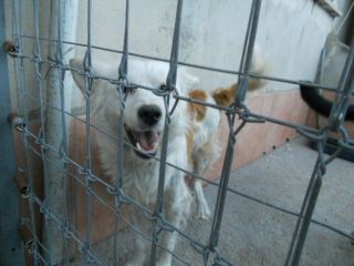 MUFFIN, tenero cagnolino