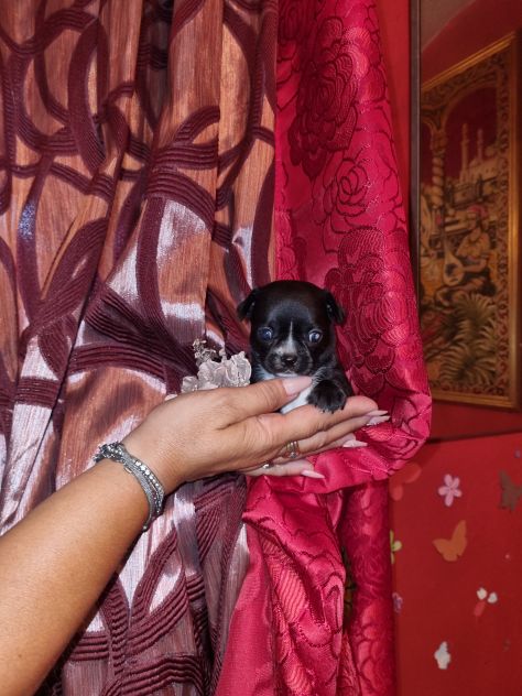 Cuccioli chihuahua - Foto 2