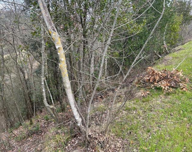Terreno agricolo in vendita a Corniola - Empoli 20000 mq Rif: 1099670 - Foto 10