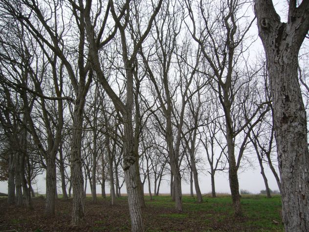 alberi di noce - Foto 10