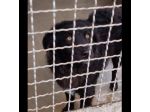 Giò Giò occhi magici, carattere splendido cane in adozione