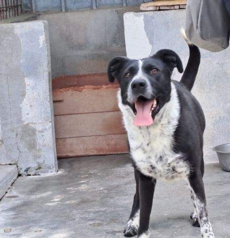 Femmina 5anni salvata 3anni fa.PUGLIA SOS SOS - Foto 8